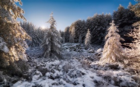 Bulgaria, forest, trees, snow, sunset, winter
