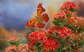 Butterfly and red flowers HD wallpaper