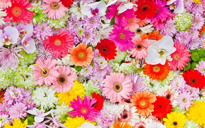 Chrysanthemums, orchids, gerbera, colorful flowers Wallpapers Pictures Photos Images