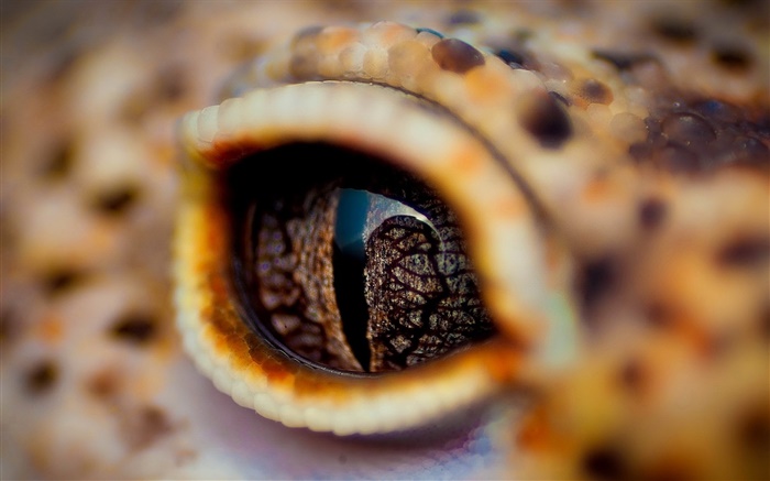 Crocodile eyes close-up, eyelid Wallpapers Pictures Photos Images