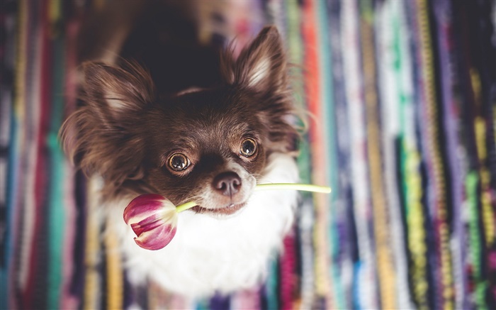 Cute dog bite a tulip flower Wallpapers Pictures Photos Images