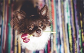 Cute dog bite a tulip flower HD wallpaper