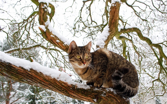Domestic cat, tree, snow, winter Wallpapers Pictures Photos Images