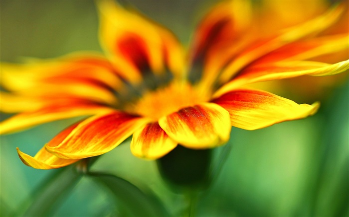 Flower macro photography, yellow orange petals, blur background Wallpapers Pictures Photos Images