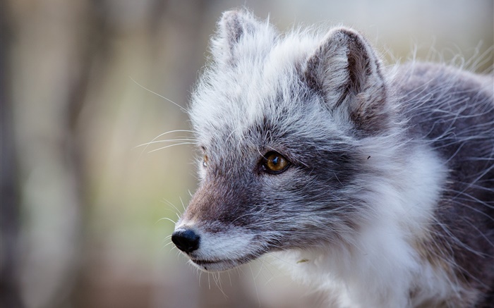 Gray arctic fox, portrait Wallpapers Pictures Photos Images