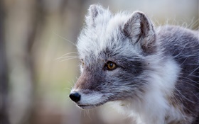 Gray arctic fox, portrait HD wallpaper