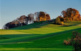 Hills, slope, grass, field, trees, shade HD wallpaper