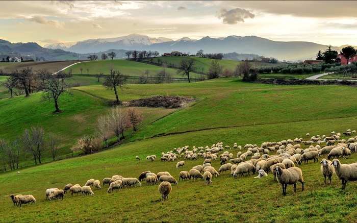 Italy, Campania, hills, grass, trees, sheep, flock Wallpapers Pictures Photos Images