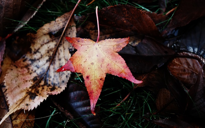 Maple leaf, falling, autumn Wallpapers Pictures Photos Images