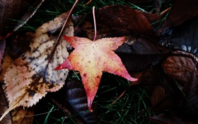 Maple leaf, falling, autumn