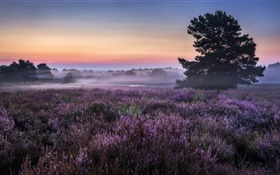 Morning, field, trees, flowers, fog HD wallpaper