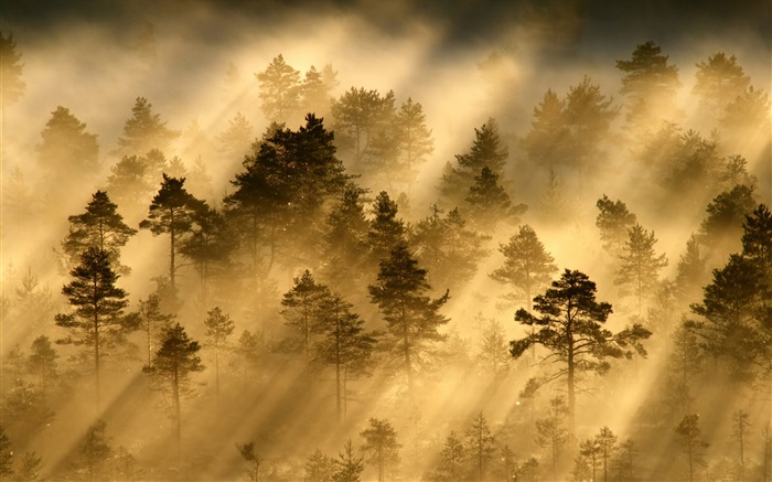 Morning, forest, trees, fog, light, sun rays Wallpapers Pictures Photos Images