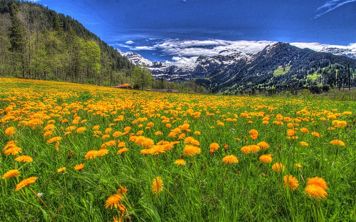 Mountains, yellow wildflowers, slope, trees, clouds Wallpapers Pictures Photos Images