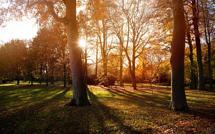 Park, trees, sunset, autumn, shadow Wallpapers Pictures Photos Images