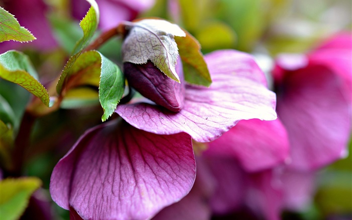 Pink flowers, bud, leaves, blur Wallpapers Pictures Photos Images