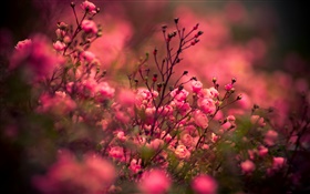Pink rose flowers, bokeh
