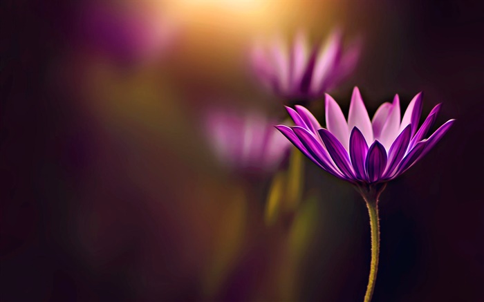 Purple flower close-up, bokeh Wallpapers Pictures Photos Images