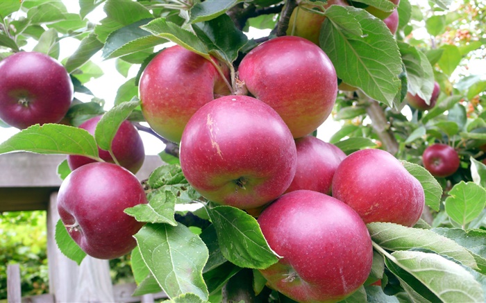 Red apples, tree, green leaves, summer, harvest Wallpapers Pictures Photos Images