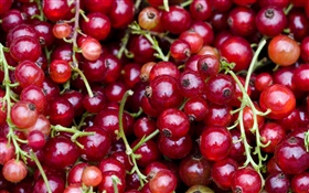 Red berries, sour fruits HD wallpaper