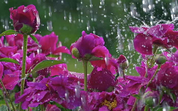Red flowers in the rain, water drops Wallpapers Pictures Photos Images