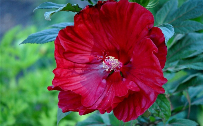 Red hibiscus flower, China rose Wallpapers Pictures Photos Images