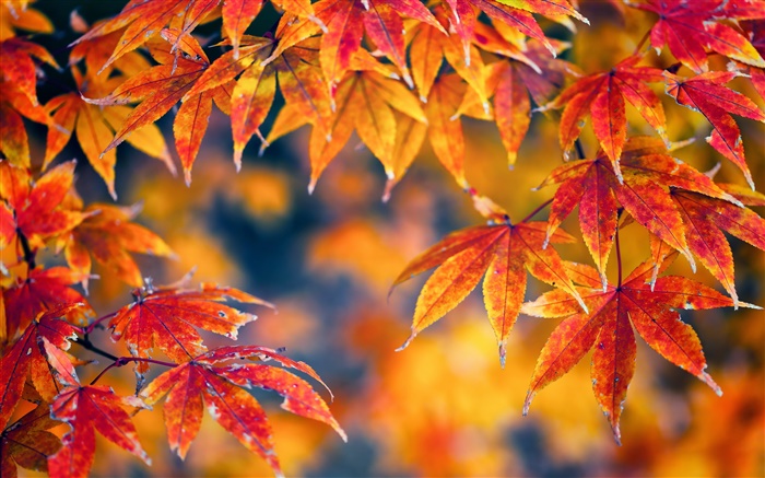 Red maple leaves, autumn, bokeh Wallpapers Pictures Photos Images