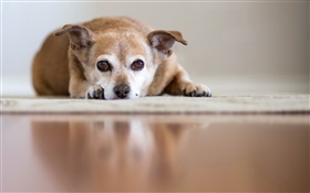 Sadness dog, rest HD wallpaper