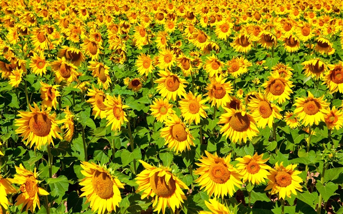 Sunflowers field, summer Wallpapers Pictures Photos Images