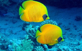 Tropical fish, underwater, yellow coral reef fish HD wallpaper