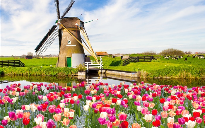 Village, windmill, tulip flowers, river, cow, spring Wallpapers Pictures Photos Images