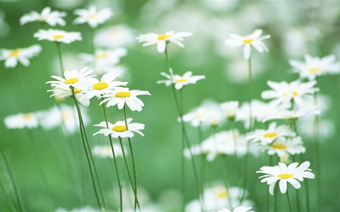 White daisies, flowers, green background Wallpapers Pictures Photos Images