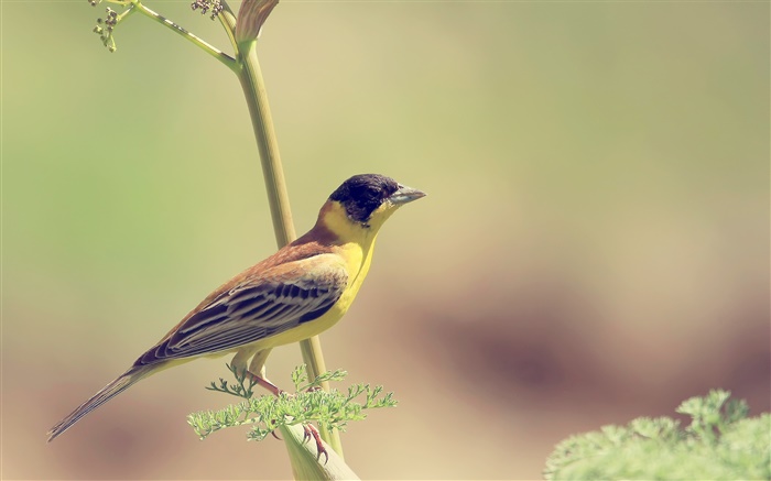 Yellow bird, branch, blur Wallpapers Pictures Photos Images