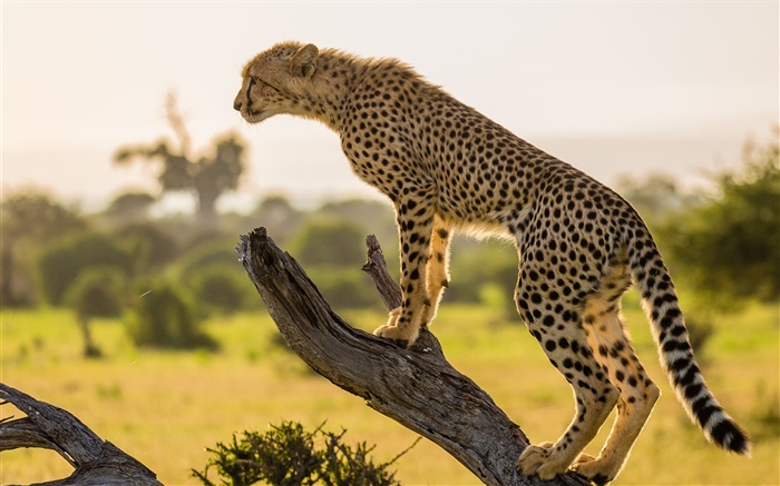 Africa, cheetah side view, tree Wallpapers Pictures Photos Images