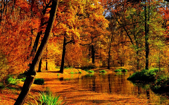 Autumn, pond, water, yellow leaves, trees Wallpapers Pictures Photos Images