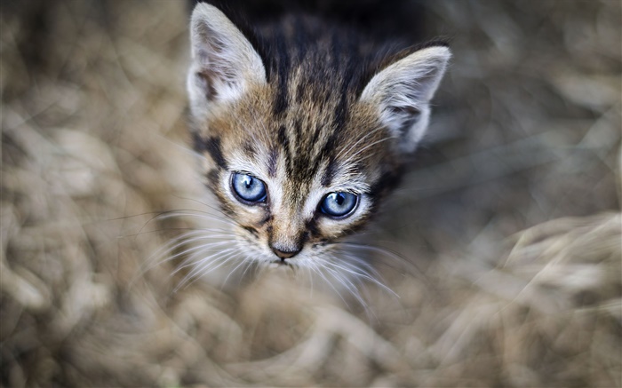 Blue eyes kitten, face, bokeh Wallpapers Pictures Photos Images