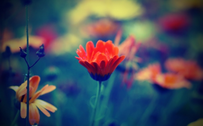 Blur style, red flower, petals, grass Wallpapers Pictures Photos Images