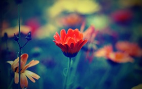 Blur style, red flower, petals, grass HD wallpaper