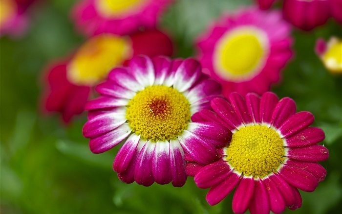 Chamomile, pink flowers, bokeh Wallpapers Pictures Photos Images