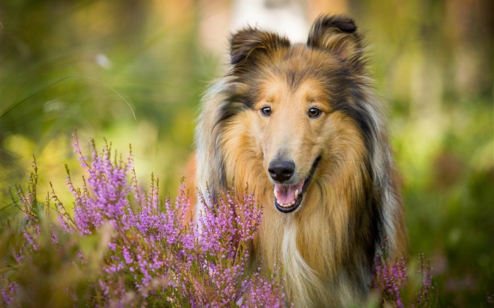 Cute collie, dog, flowers Wallpapers Pictures Photos Images