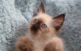 Cute kitten, eyes, mustache HD wallpaper