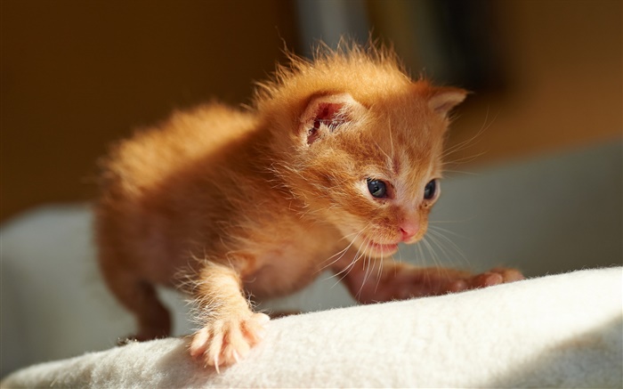 Cute little kitten, the first steps Wallpapers Pictures Photos Images