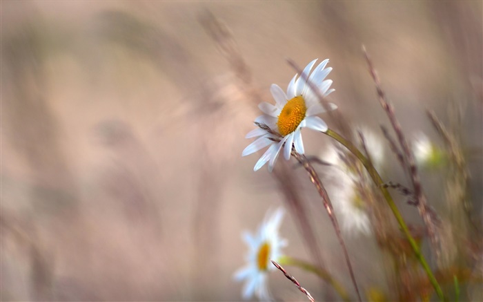 Daisies flowers, grass, blurry Wallpapers Pictures Photos Images