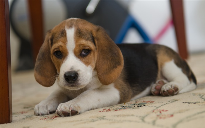Dog, beagle, cute pet Wallpapers Pictures Photos Images