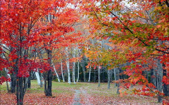 Forest, trees, red leaves, autumn, path Wallpapers Pictures Photos Images