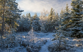 Forest, trees, snow, winter