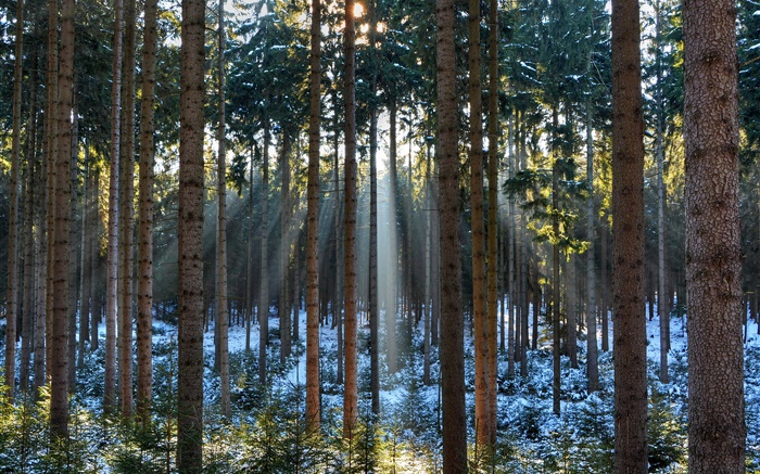 Forest, trees, winter, snow, sun rays Wallpapers Pictures Photos Images