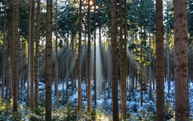 Forest, trees, winter, snow, sun rays HD wallpaper