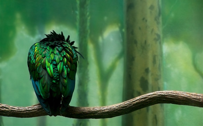 Green feathers bird rear view Wallpapers Pictures Photos Images