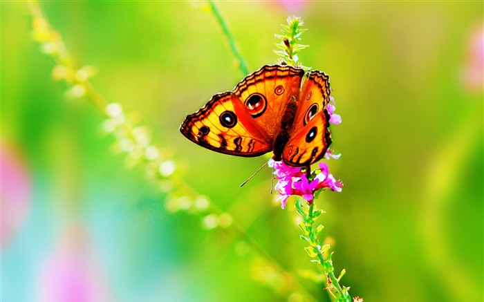 Insect close-up, butterfly, flower, summer Wallpapers Pictures Photos Images