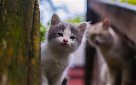 Kitten, baby, cute HD wallpaper